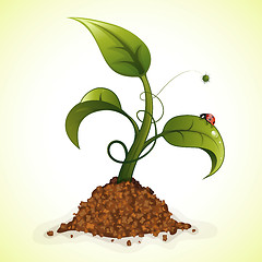 Image showing Green Sprout