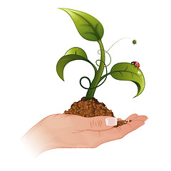 Image showing Woman Hand with the Sprout