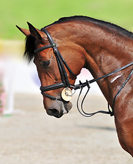 Image showing Horse riding - closeup