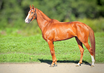 Image showing Red Racing mare