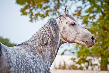 Image showing evening portrait gray horse on ranch paddoÑk