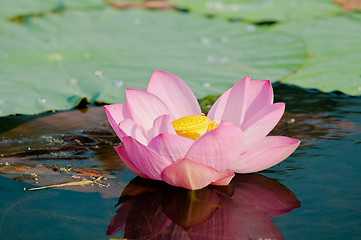 Image showing Sacred lotus flower living fossil (close up)