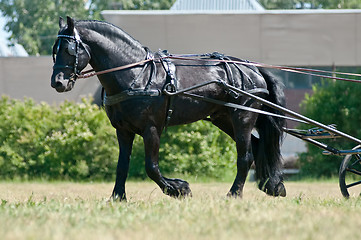 Image showing Black friesian horse carriage driving