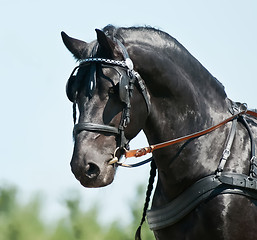 Image showing portrait black friesian horse carriage driving