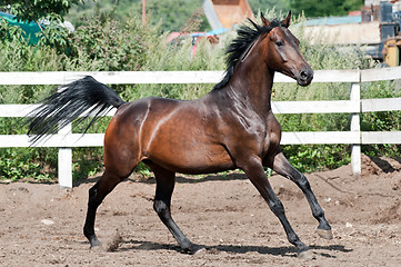 Image showing Bay horse runs gallop on paddok
