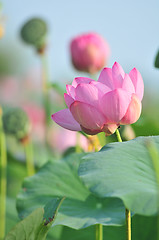 Image showing Sacred lotus flower living fossil (close up)