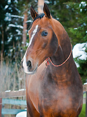 Image showing Bay horse on winter's paddock