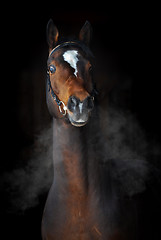 Image showing Bay horse in dark, clouds of steam