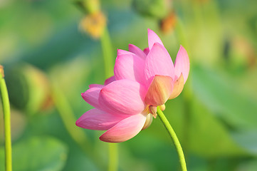 Image showing Sacred lotus flower living fossil (close up)