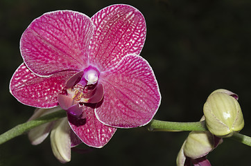 Image showing orchid purple on black