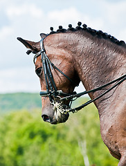 Image showing Beautiful sport dressage horse