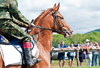 Image showing Racing horse befor the start