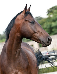 Image showing Portrait bay horse in the paddock