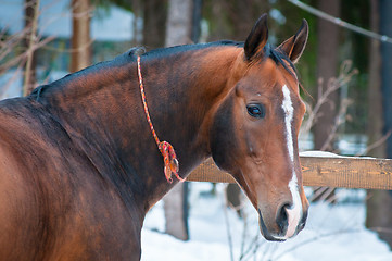 Image showing Bay horse on winter's paddock