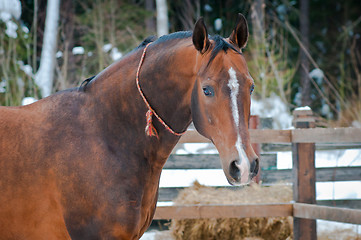 Image showing Bay horse on winter's paddock
