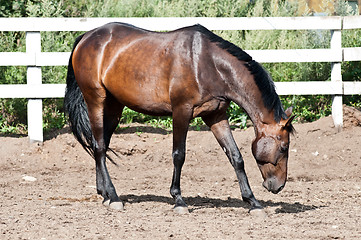 Image showing Bay horse in the paddock