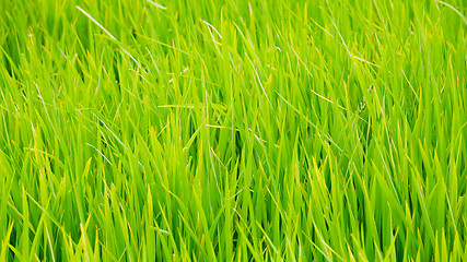 Image showing Green grass background texture straight 