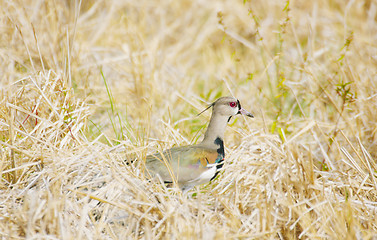 Image showing Photo of a southern lapwing bird (vanellus chilensis)