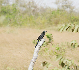 Image showing Smooth-billed Ani (Crotophaga ani) perched on a branch 