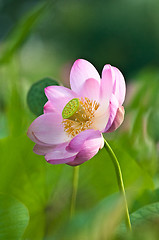 Image showing Sacred lotus flower living fossil (close up)
