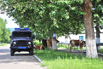 Image showing Russian rural police car and cow