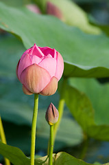 Image showing Sacred lotus flower living fossil (close up)