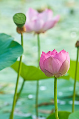 Image showing Sacred lotus flower living fossil (close up)