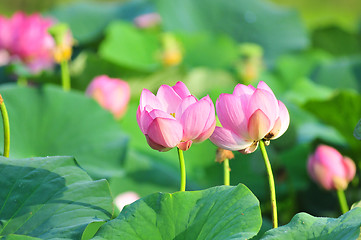 Image showing Sacred lotus flower living fossil (close up)