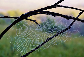 Image showing wet Spiderweb