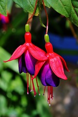 Image showing Fuchsia Blossom