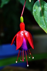 Image showing Fuchsia Blossom