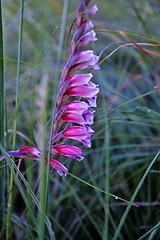 Image showing Wild Flower