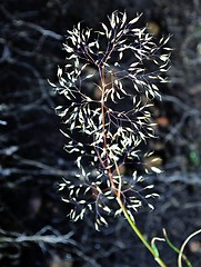Image showing Wild Flower