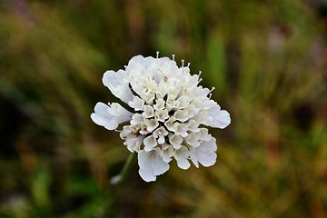 Image showing Wild Flower