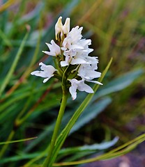 Image showing Wild Flower