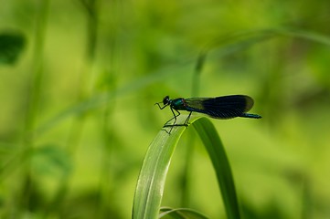 Image showing Dragonfly