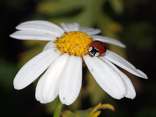 Image showing Ladybug