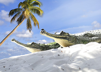 Image showing Indian Gharial Crocodiles