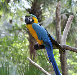 Image showing Macaw Parrot