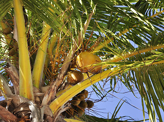 Image showing Coconut Tree