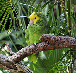 Image showing Green Parrot