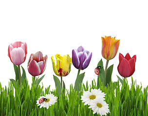 Image showing Tulips