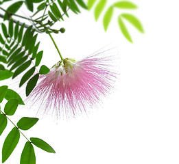 Image showing Blushing Sunburst Blossom 