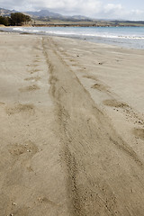 Image showing Trail from Elephant Seal on Ocean Shore Sand