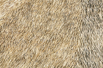 Image showing thatch background