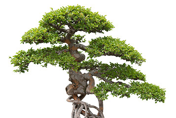 Image showing Bonsai, green elm tree on white background