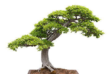 Image showing Green bonsai tree on white background