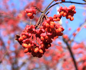 Image showing Spindle fruit