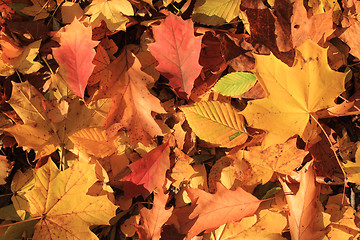 Image showing Autumn leaves