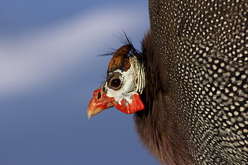 Image showing colorful guinea hen